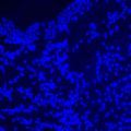 Fluorescenční digitální mikroskop MAGUS Lum D470L
