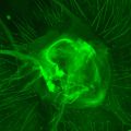 Fluorescenční digitální mikroskop MAGUS Lum D470L