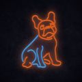 MANTA Pes buldoček, LED Neon plexi dekorace