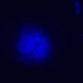 Fluorescenční inverzní digitální mikroskop MAGUS Lum VD500L