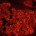 Fluorescenční inverzní digitální mikroskop MAGUS Lum VD500L LCD
