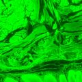 Fluorescenční digitální mikroskop MAGUS Lum D470L