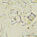 Biologický mikroskop MAGUS Bio 290T