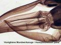 Sada preparátů připravených k pozorování mikroskopem Bresser, 50 ks v krabičce