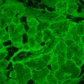 Fluorescenční inverzní mikroskop MAGUS Lum V500L