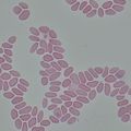 Biologický mikroskop MAGUS Bio 290T