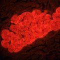 Fluorescenční digitální mikroskop MAGUS Lum D460L LCD