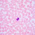 Biologický mikroskop MAGUS Bio 240B
