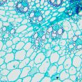 Biologický mikroskop MAGUS Bio 240B