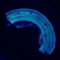 Fluorescenční mikroskop MAGUS Lum 460L