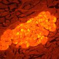 Fluorescenční digitální mikroskop MAGUS Lum D470L