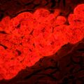 Fluorescenční digitální mikroskop MAGUS Lum D450L