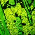 Fluorescenční mikroskop MAGUS Lum 450L