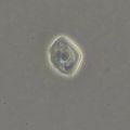 Zařízení s fázovým kontrastem MAGUS SPH360, se sadou rovinných objektivů Plan S-Apo Ph 4х/10х/20х/40х/60х H60 mm