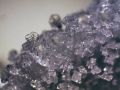 Stereomikroskop Bresser Erudit ICD