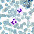 Biologický mikroskop MAGUS Bio 230BL