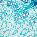 Biologický digitální mikroskop MAGUS Bio D240T LCD