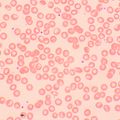 Biologický mikroskop MAGUS Bio 250TL