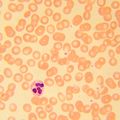 Biologický mikroskop MAGUS Bio 230T