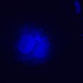 Fluorescenční inverzní digitální mikroskop MAGUS Lum VD500L