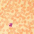 Biologický mikroskop MAGUS Bio 230B